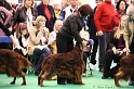 Crufts2011_2 037